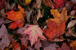 _GG_5256.jpg _GG_5256.jpg