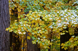 _GG_5340.jpg _GG_5340.jpg