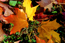 _GG_5498.jpg _GG_5498.jpg