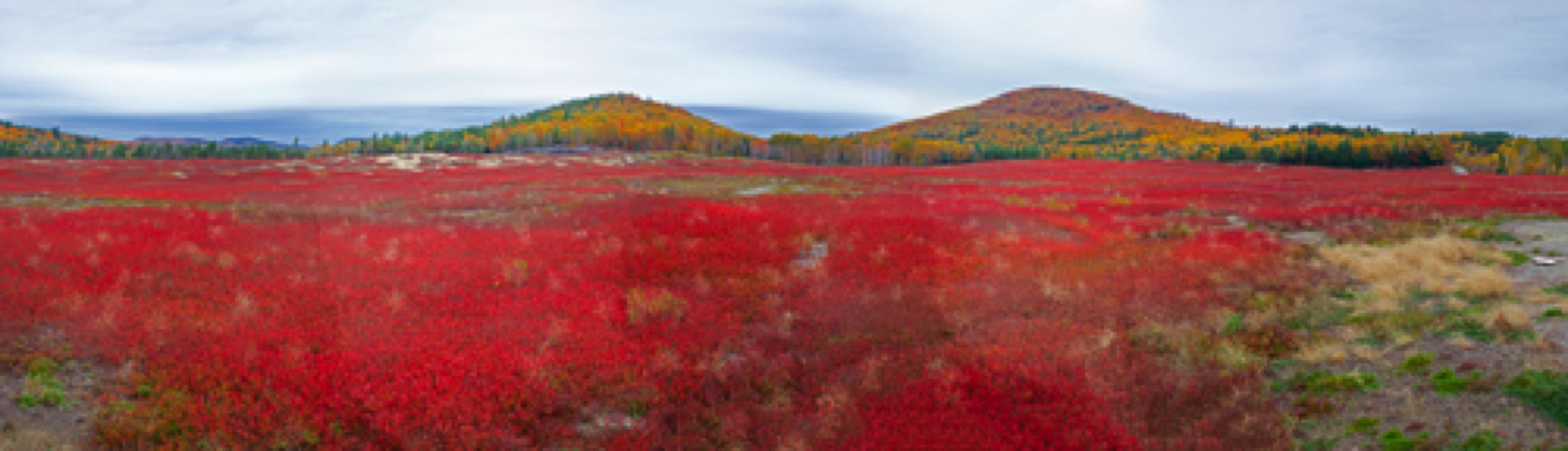 Blueberry field - Maine