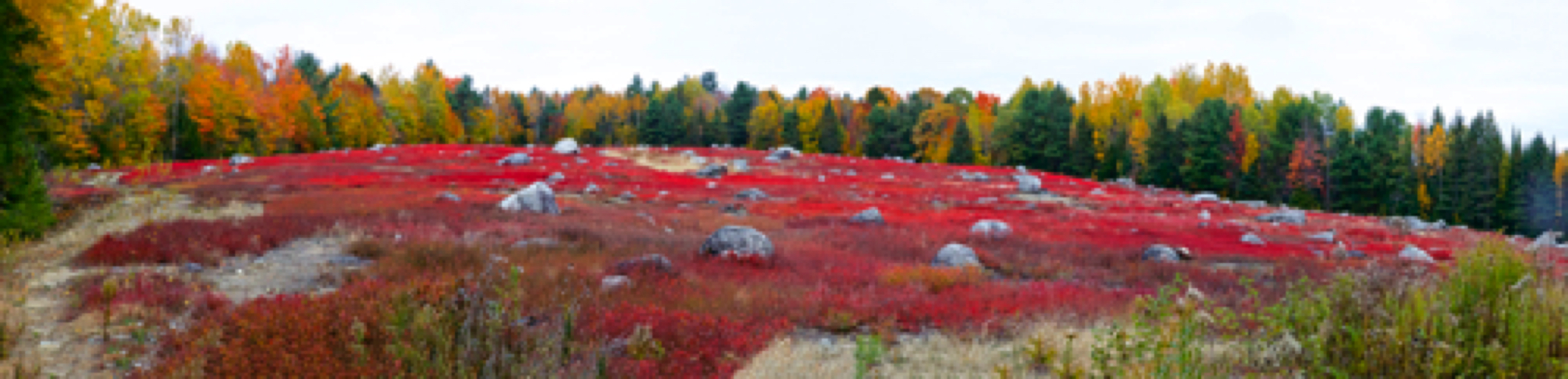 Blueberry field - Maine