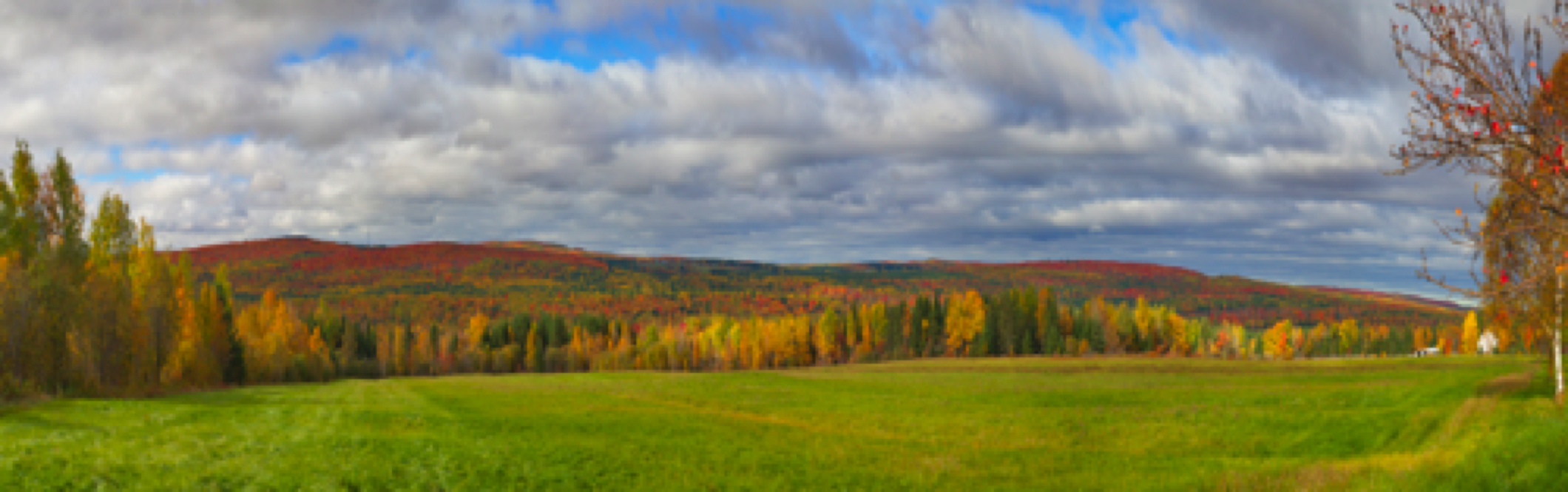 Hills-Trees_Pano.jpg