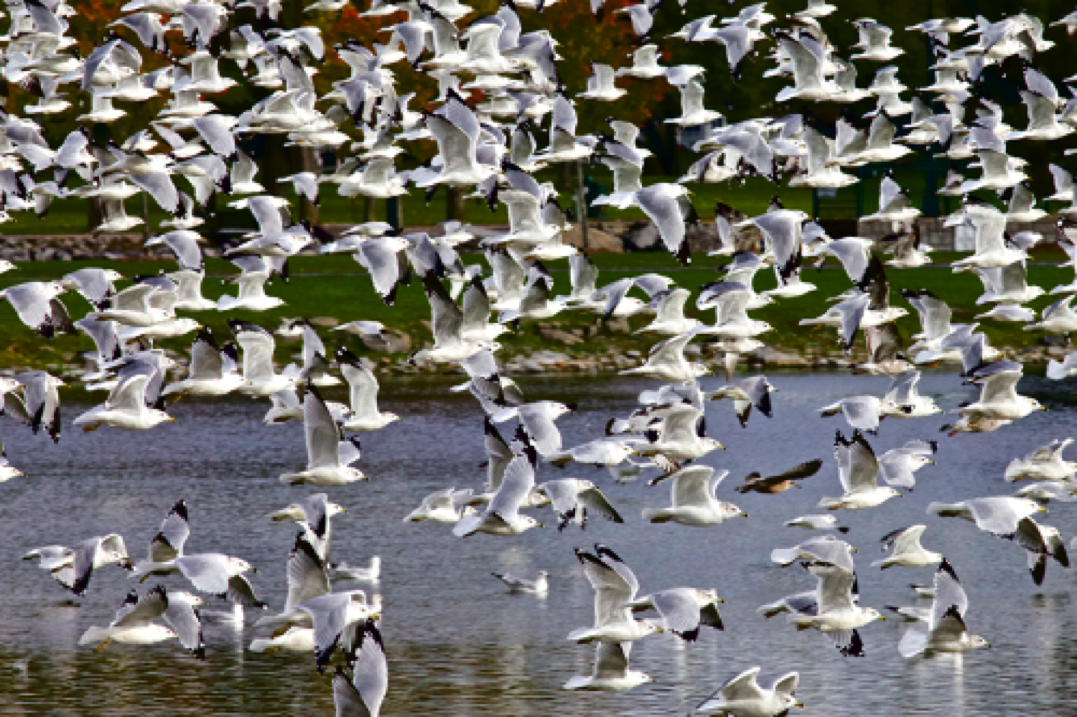 Gulls near Finger Lakes, NY