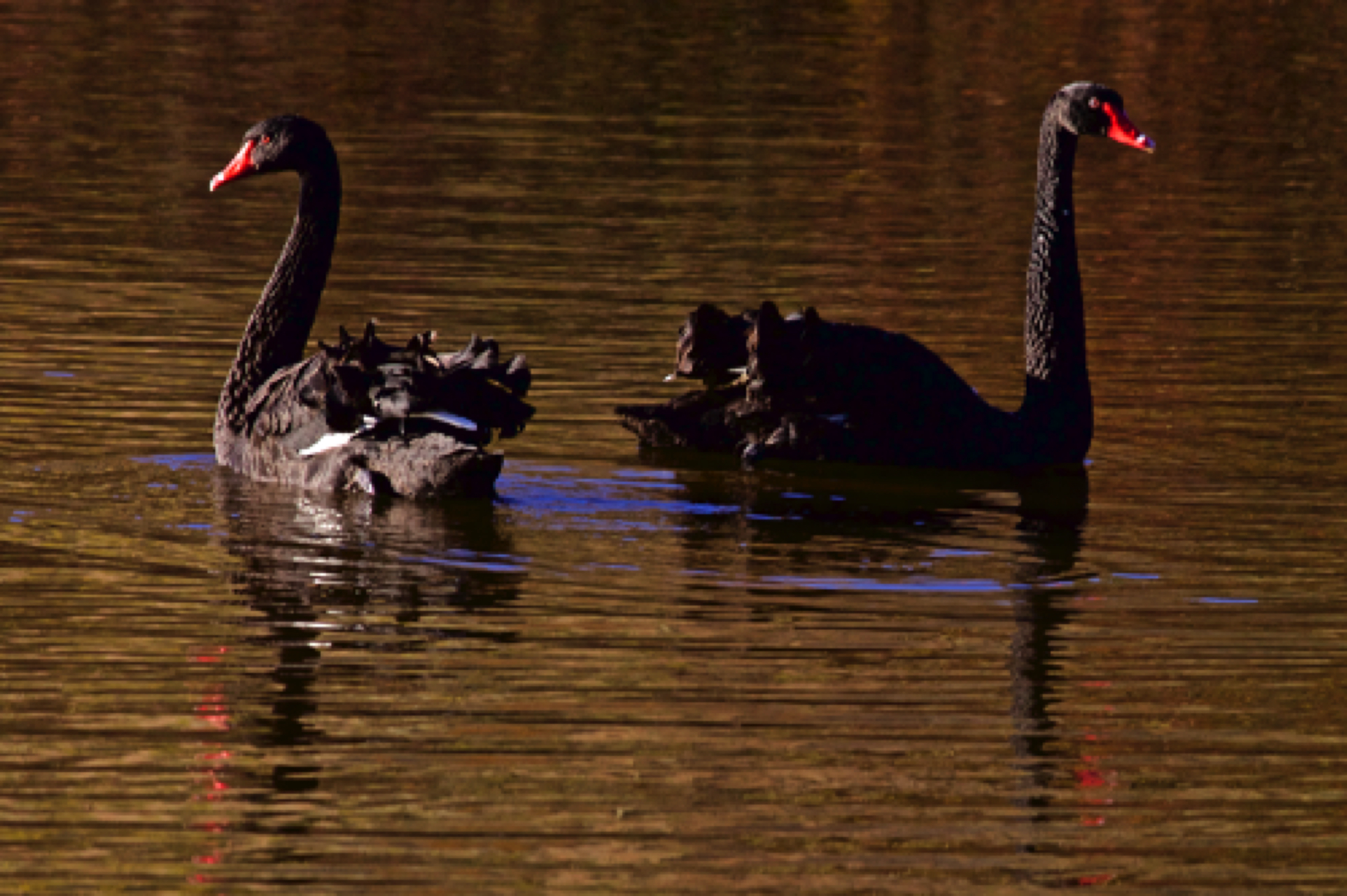 Black swans, Northern PA