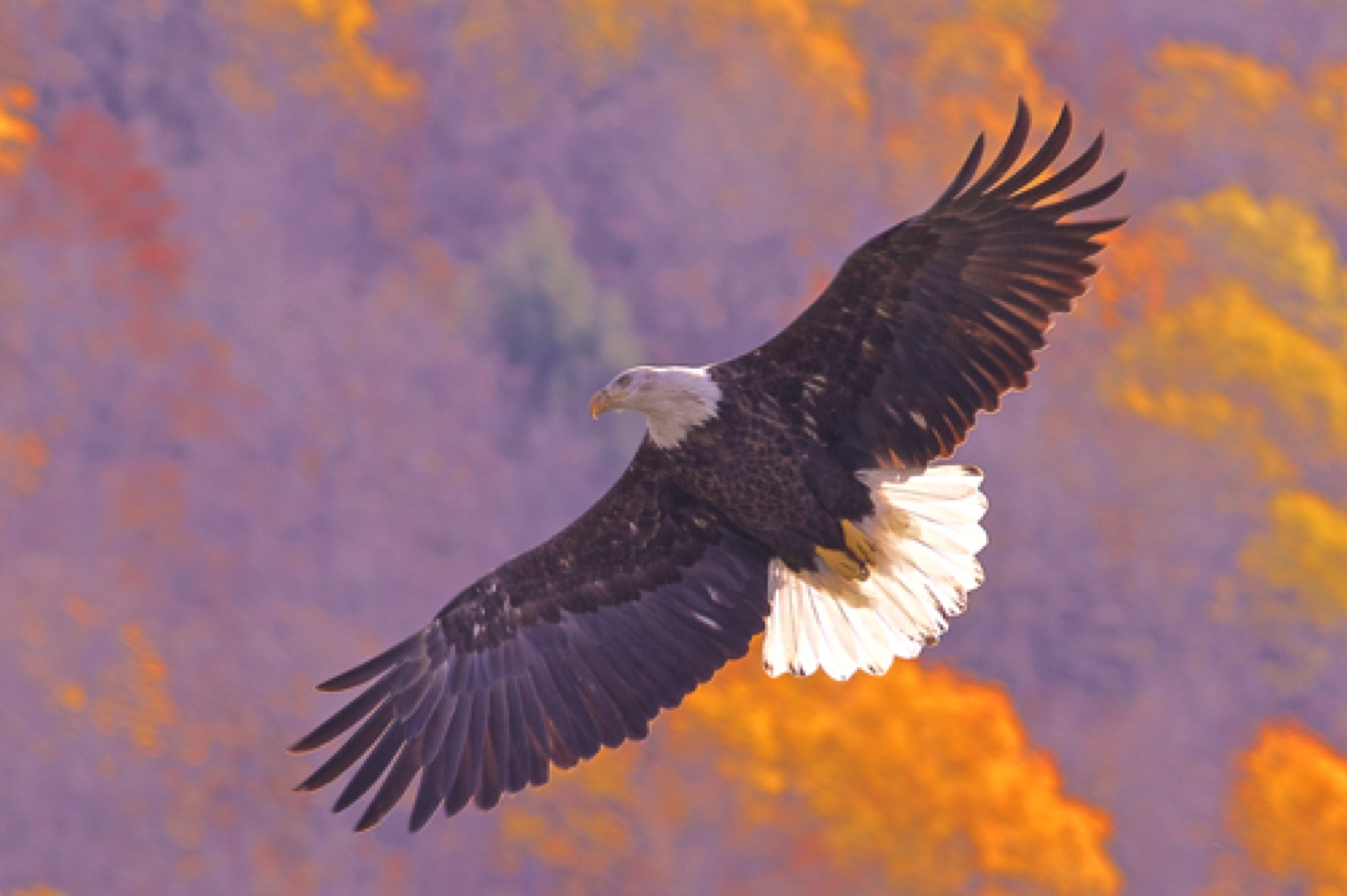 Eagle - Northern PA